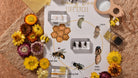 Natura Honey Bee Life Cycle Specimen