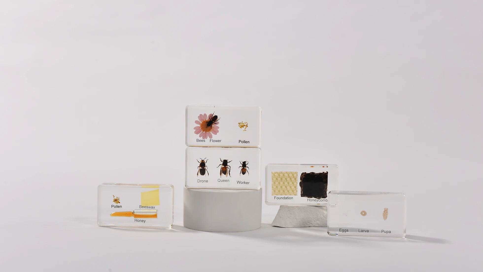 Natura Honey Bee Life Cycle Specimen