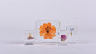 Natura Flowers Specimen Set