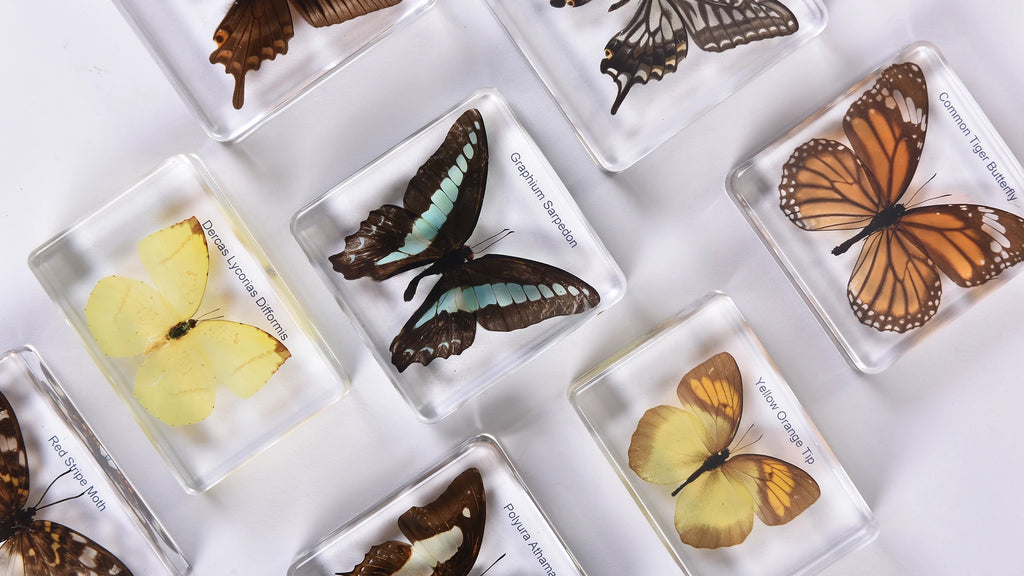 Natura Butterfly Specimen Set