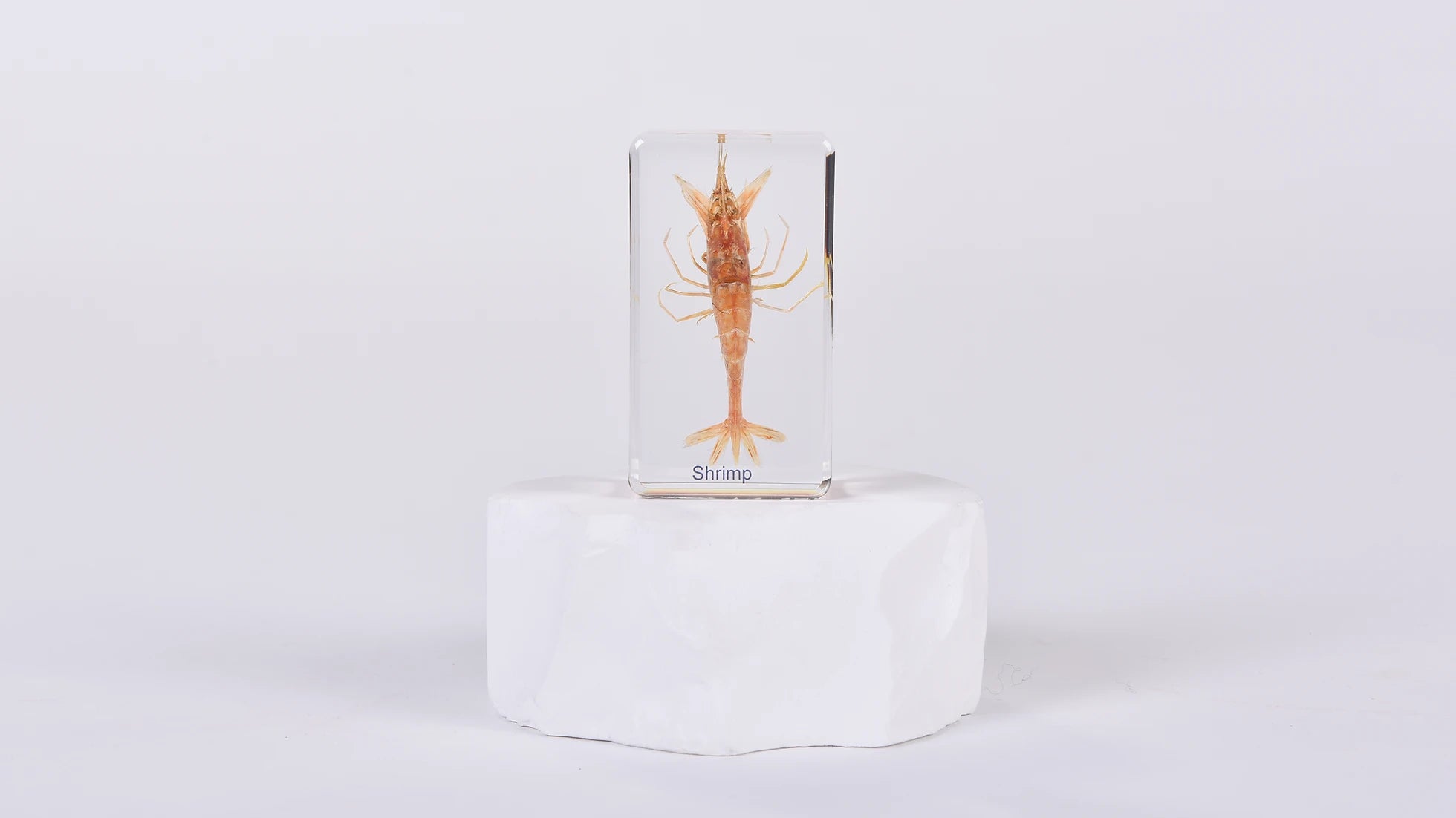 Natura Ocean Life Specimen Set