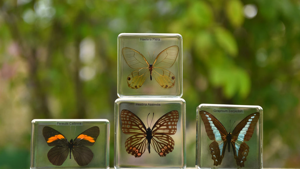 Natura Butterfly Specimen Set