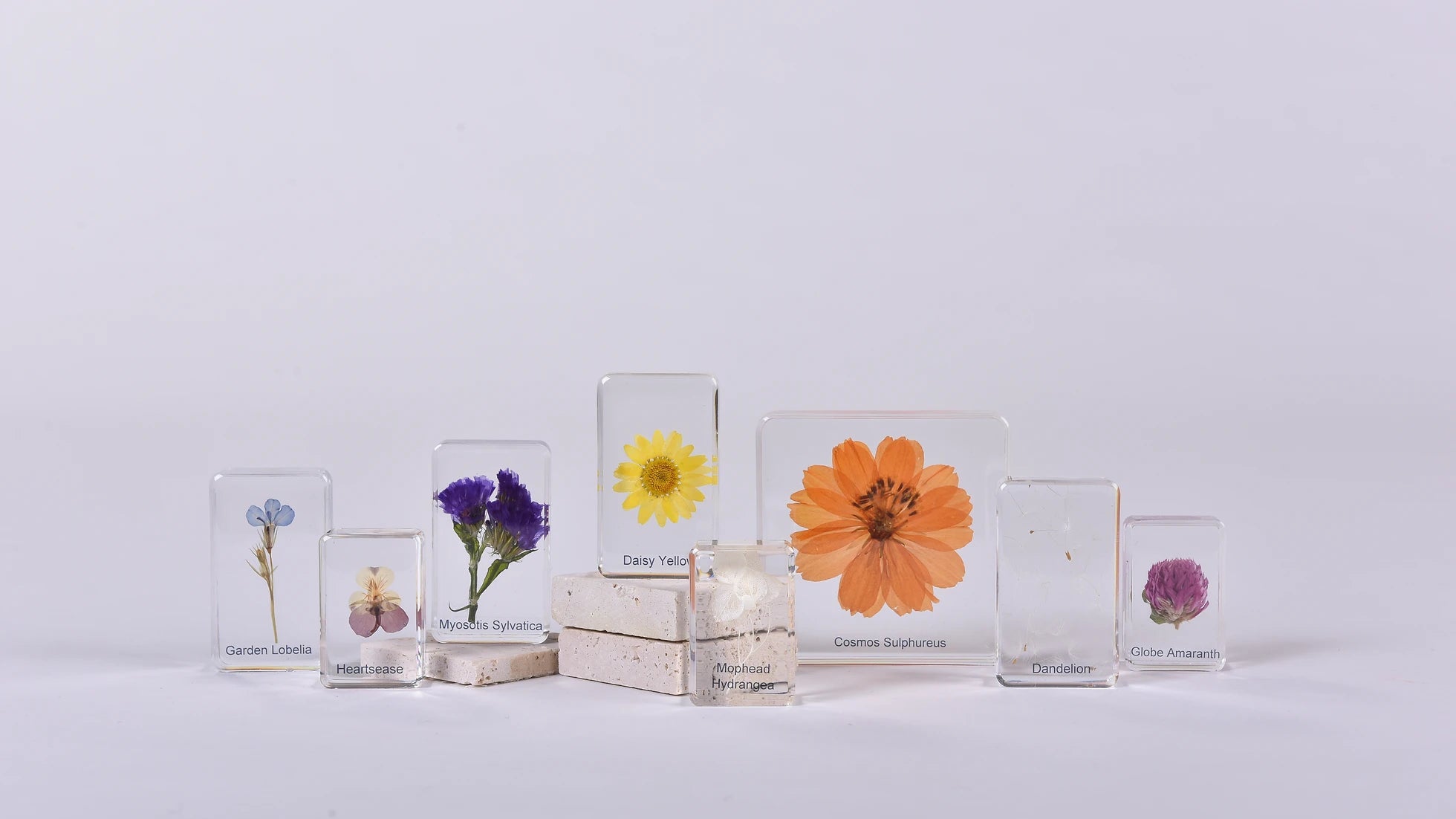 Natura Flowers Specimen Set