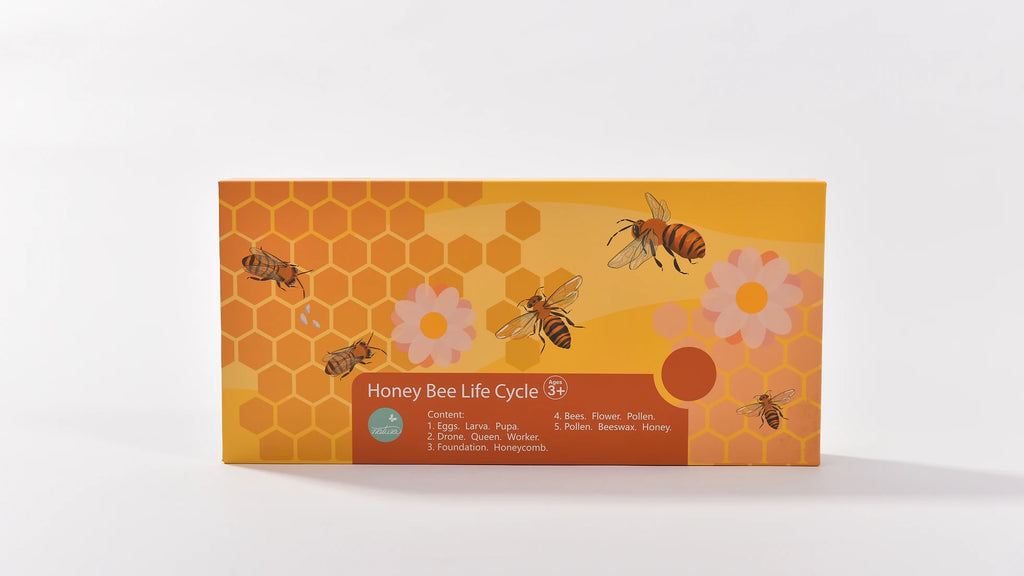 Natura Honey Bee Life Cycle Specimen