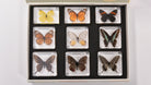 Natura Butterfly Specimen Set