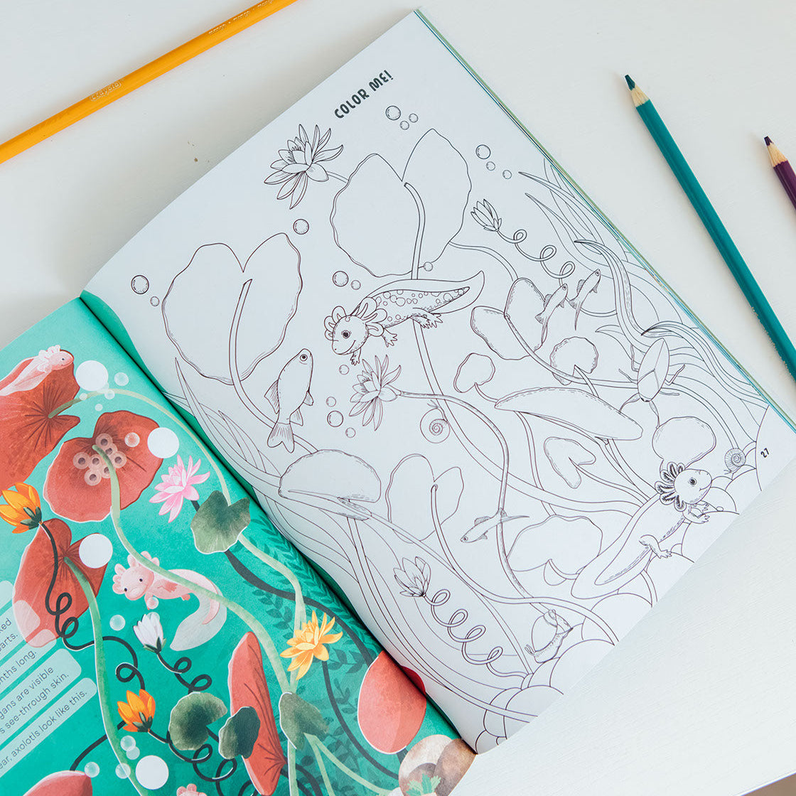 Amazing Axolotls | Playroom Avenue