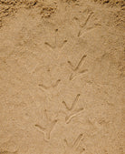 Discovery Pebbles - Farm Animal Footprints